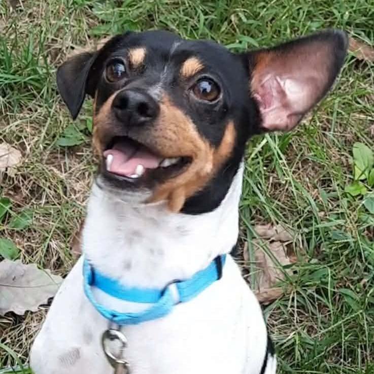 Enlarge Lefty, a Adoptable mixed breed in Olathe, KS image 5/6