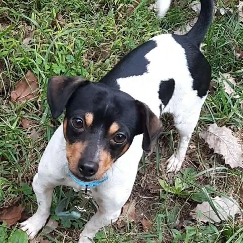 Enlarge Lefty, a Adoptable mixed breed in Olathe, KS image 6/6