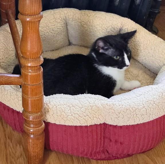 Enlarge Sugar, a Adopted Tuxedo in Waynesboro, VA image 3/6