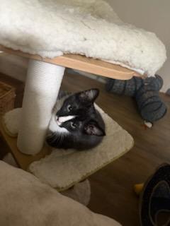 Sugar, an adoptable Tuxedo in Waynesboro, VA image 2/2