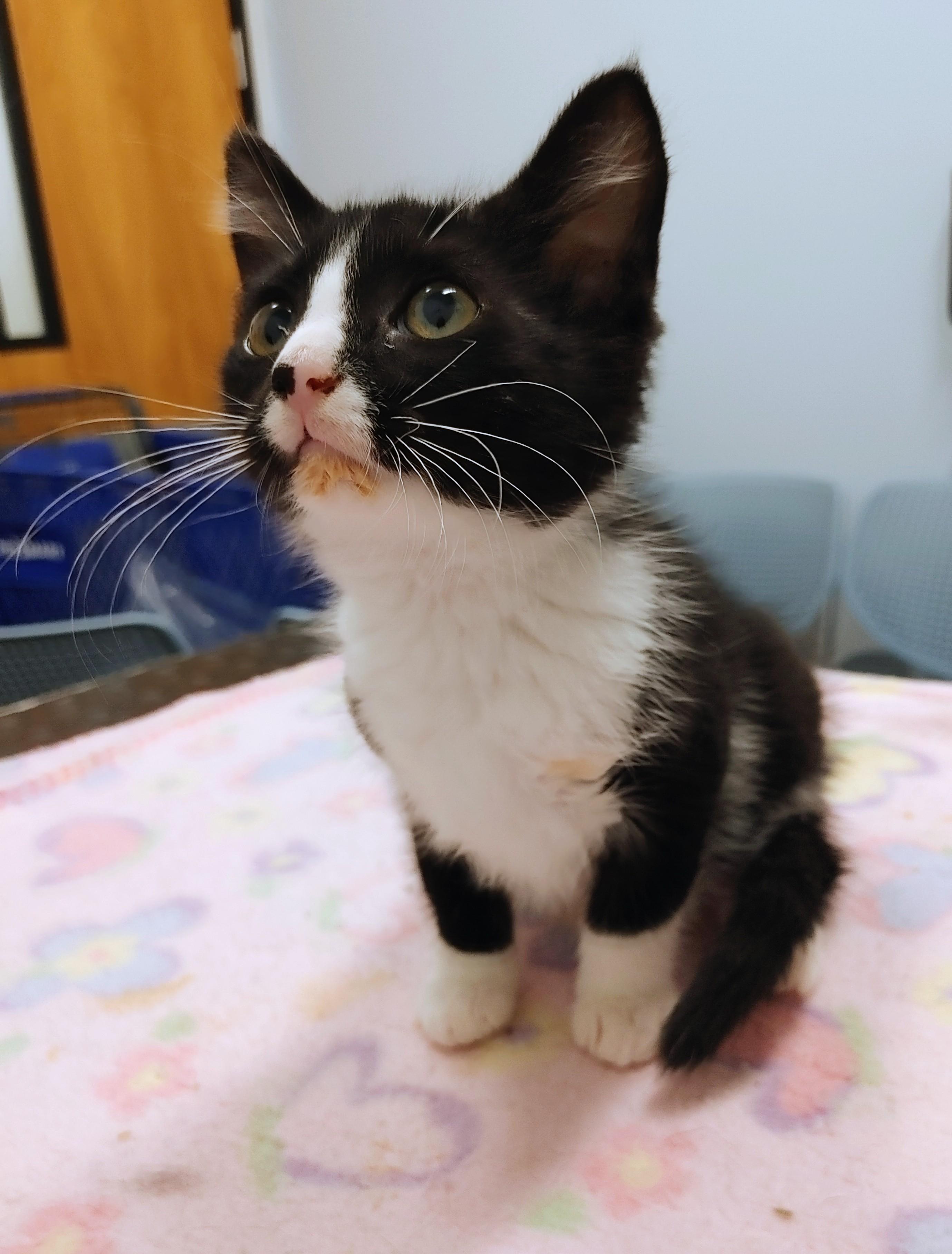 Enlarge Sugar, a Adopted Tuxedo in Waynesboro, VA image 2/6