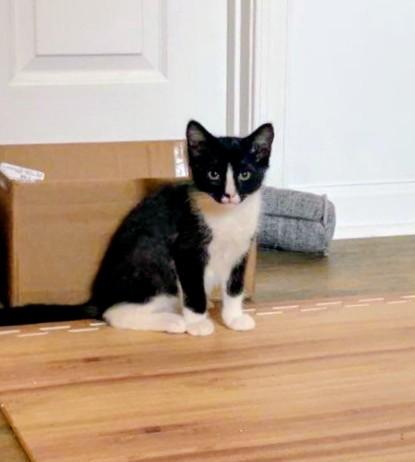 Sugar, adoptable, Kitten Female Tuxedo.