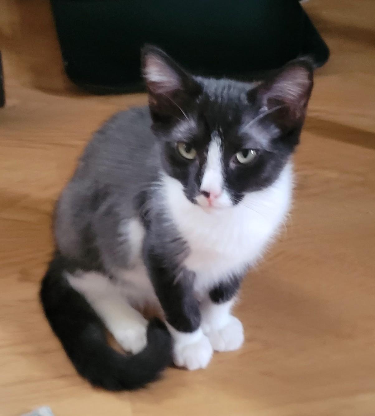 Enlarge Sugar, a Adopted Tuxedo in Waynesboro, VA image 1/6