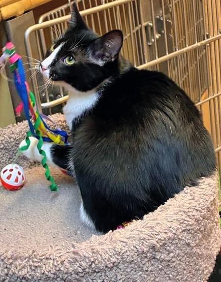 Enlarge Sugar, a Adopted Tuxedo in Waynesboro, VA image 4/6