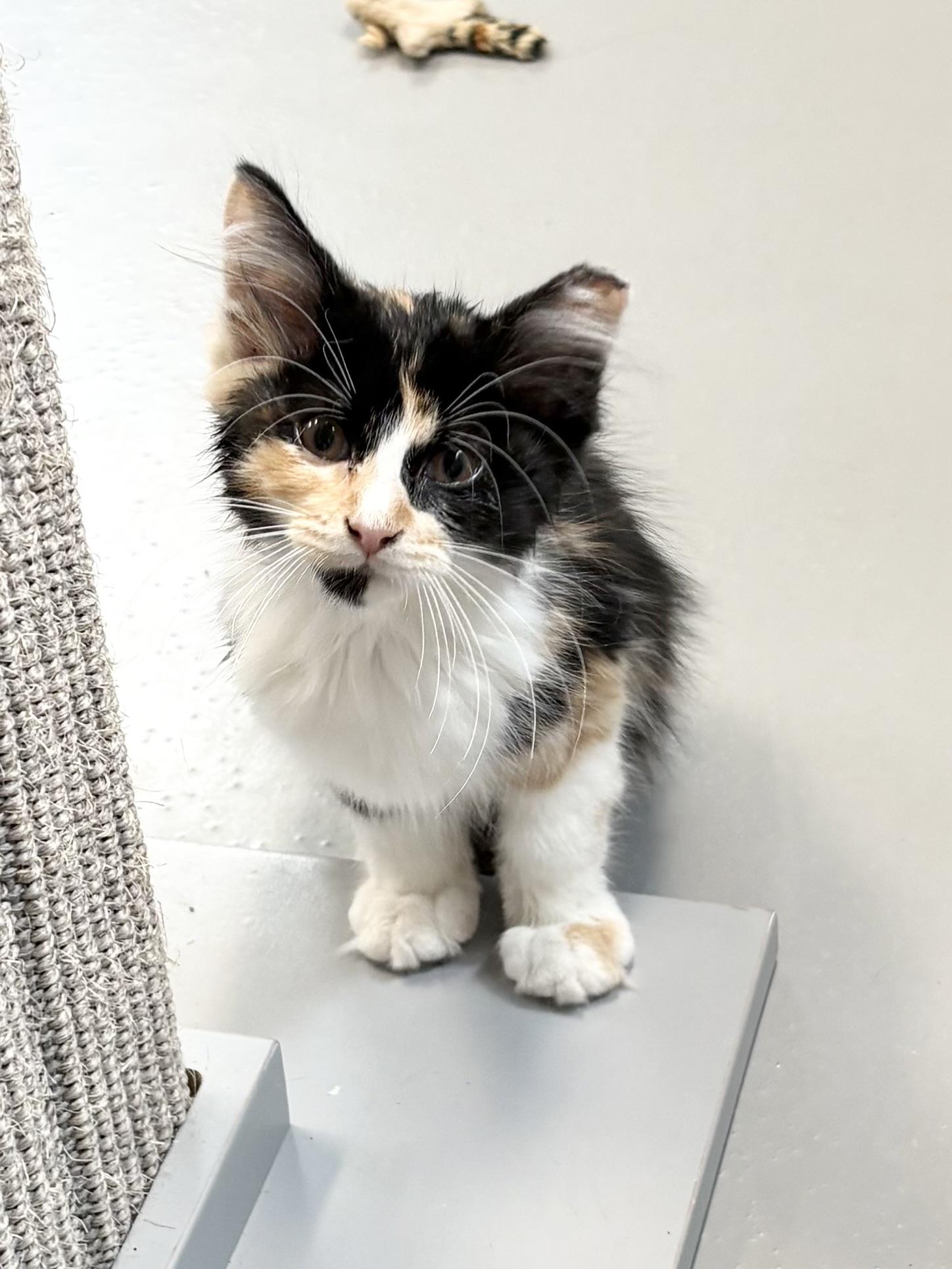 Enlarge Lemon, an adopted Domestic Medium Hair in Big Rapids, MI image 2/3