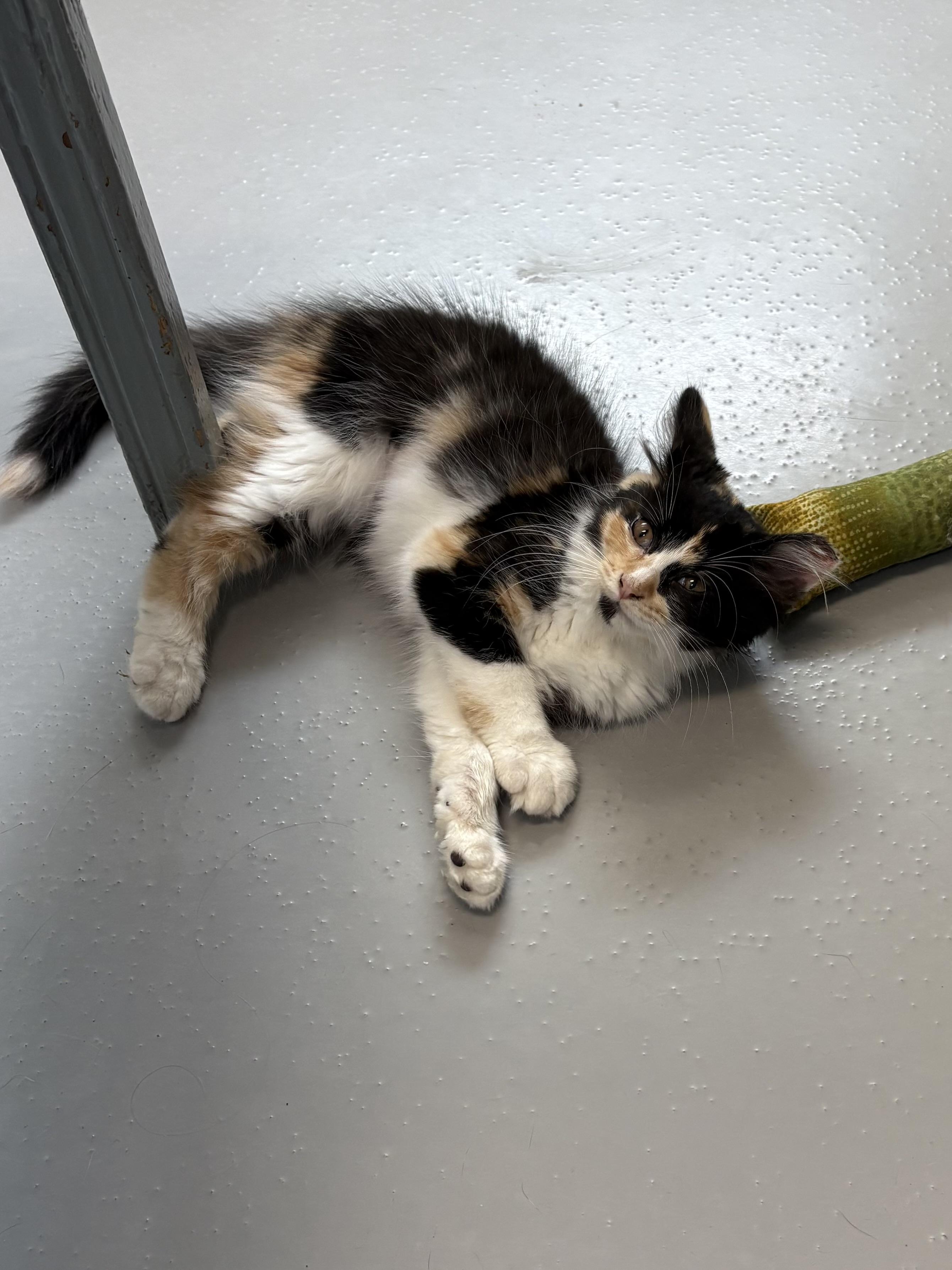 Enlarge Lemon, an adopted Domestic Medium Hair in Big Rapids, MI image 1/3