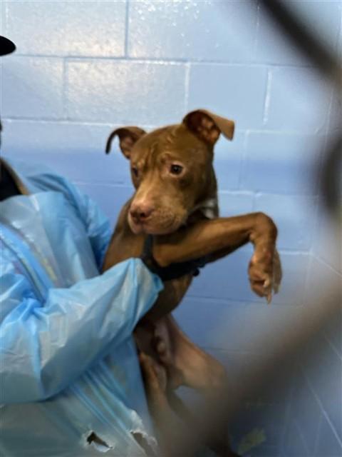 DAKOTA, Adoptable, Puppy Male Pit Bull Terrier.