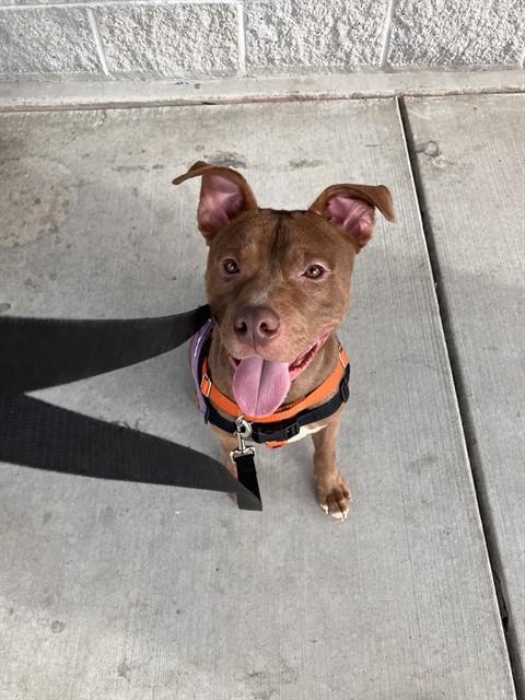 DAKOTA, Adoptable, Young Male Pit Bull Terrier.