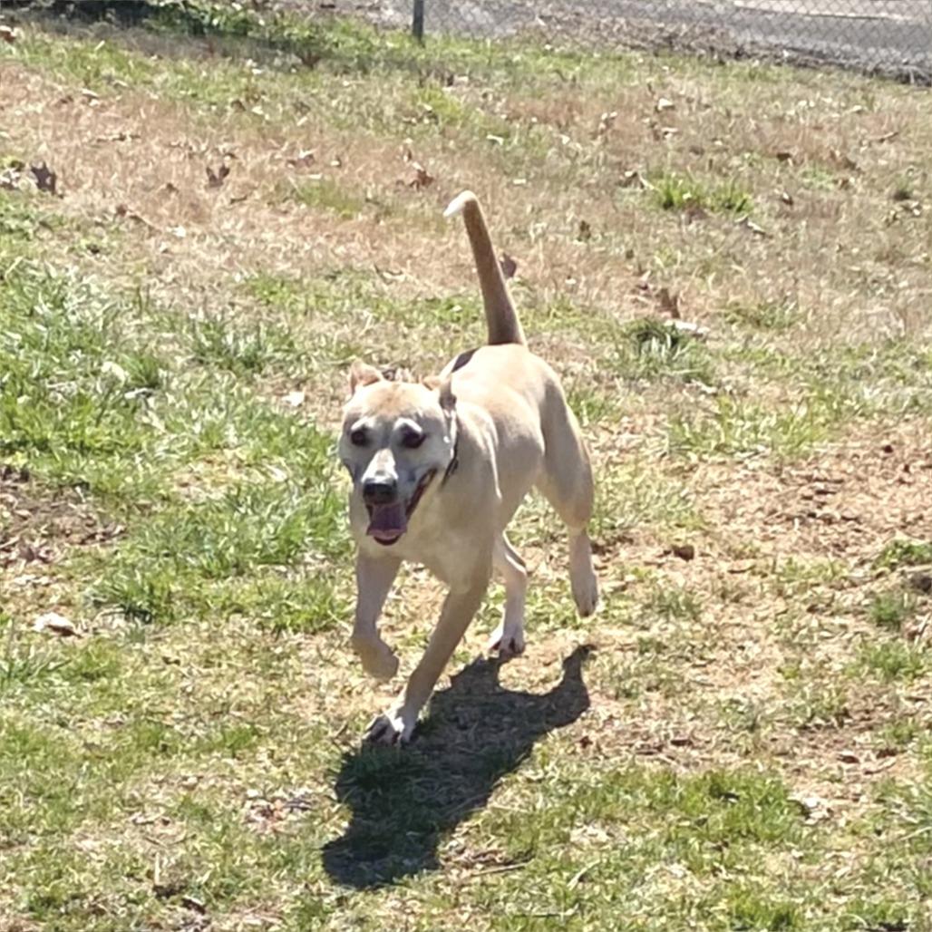 Helene, a Adoptable Mixed Breed in Jefferson city, TN image 1/5