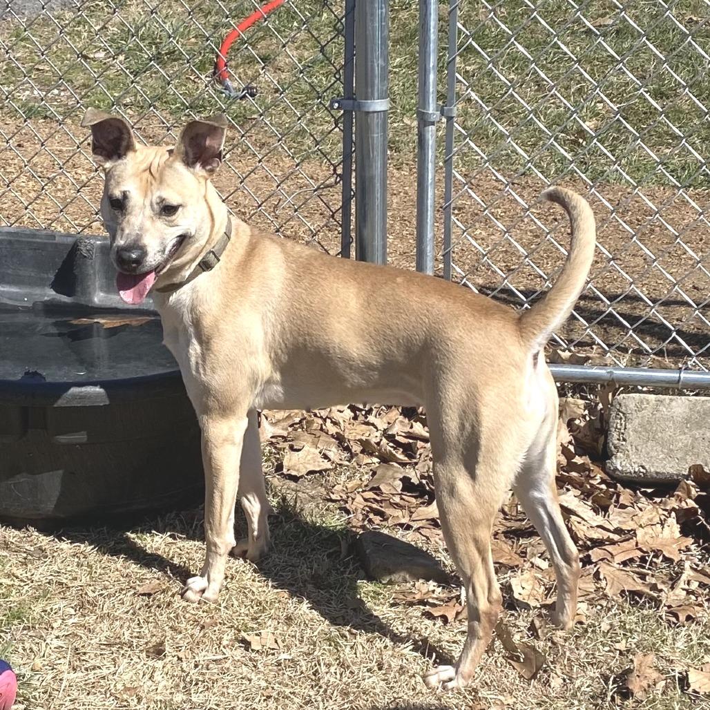Helene, a Adoptable Mixed Breed in Jefferson city, TN image 2/5