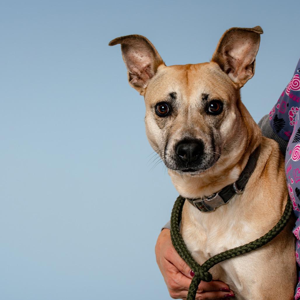 Helene, a Adoptable Mixed Breed in Jefferson city, TN image 4/5