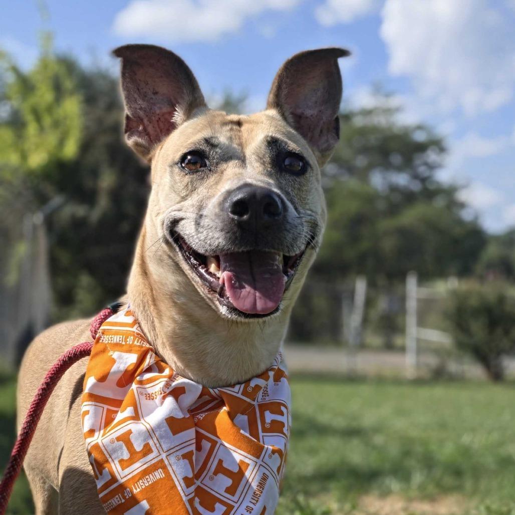 Enlarge Helene, a Adoptable Mixed Breed in Jefferson city, TN image 5/5