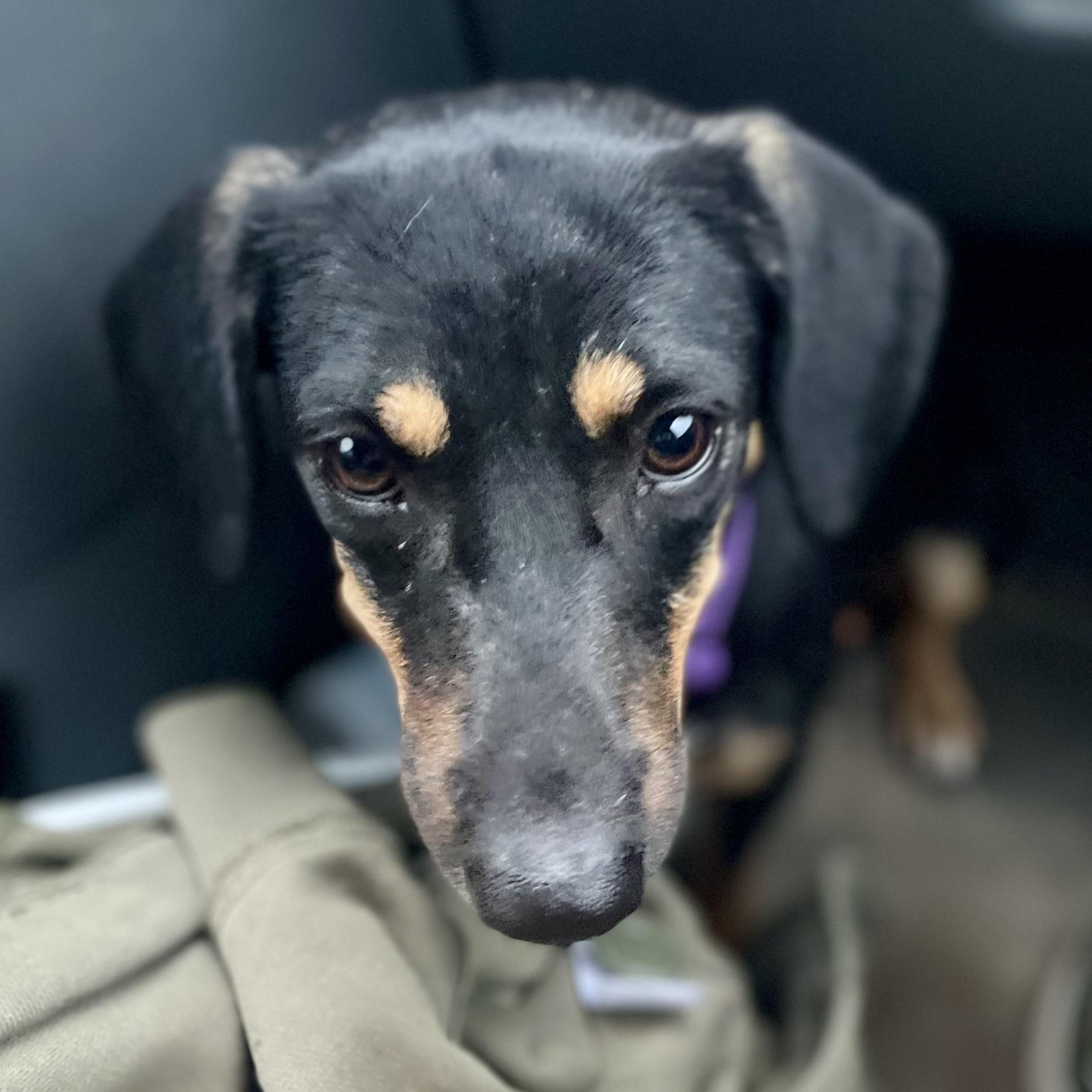 Thelma, a ADOPTABLE mixed breed in Brownfield, ME image 4/6