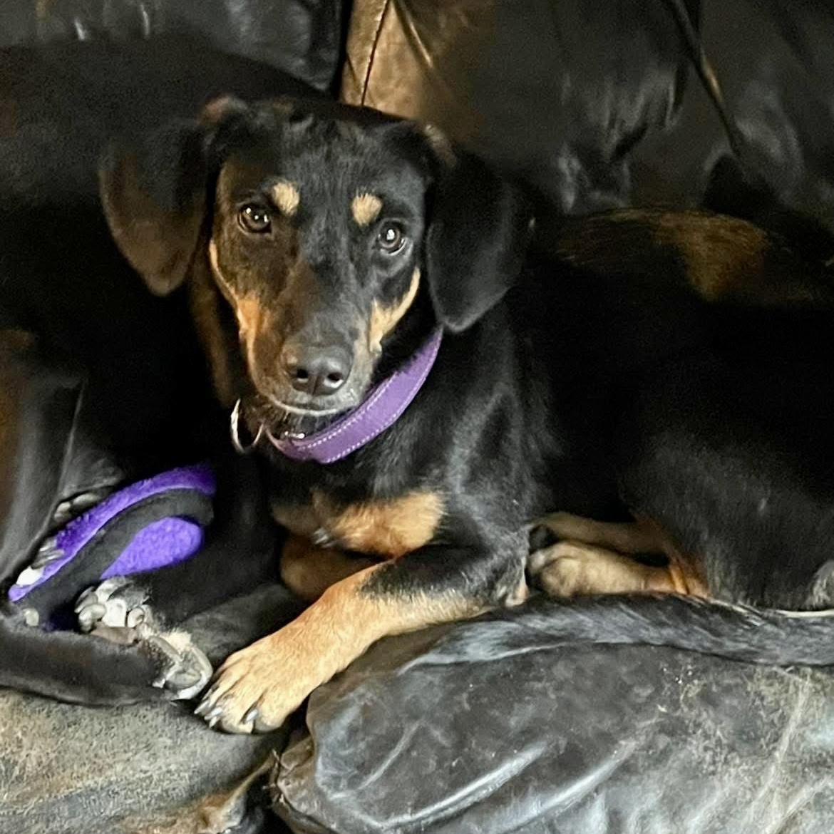 Thelma, a ADOPTABLE mixed breed in Brownfield, ME image 1/6