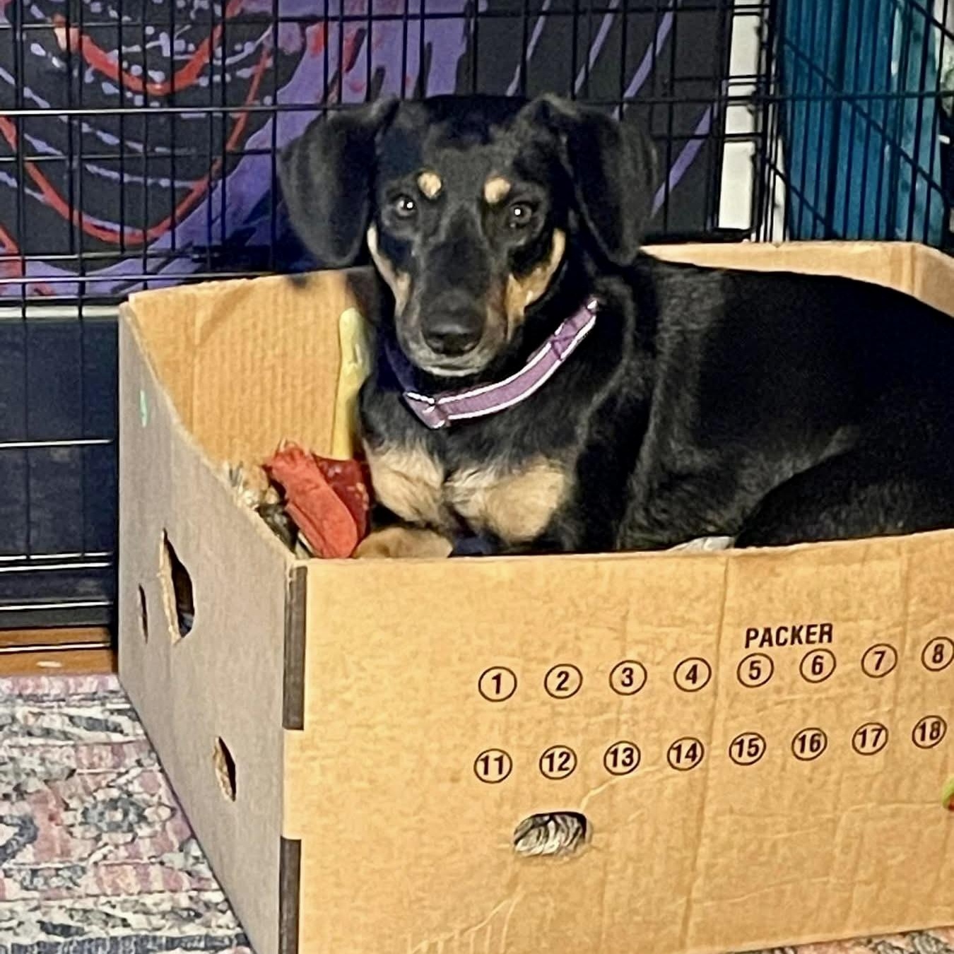 Thelma, a ADOPTABLE mixed breed in Brownfield, ME image 2/6