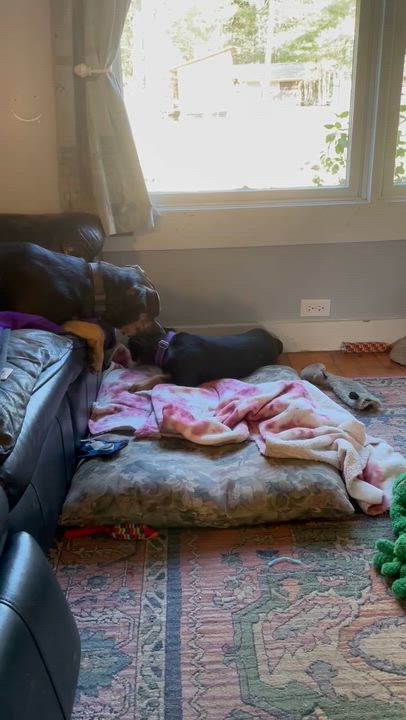 Enlarge Thelma, a ADOPTABLE mixed breed in Brownfield, ME video 6/6