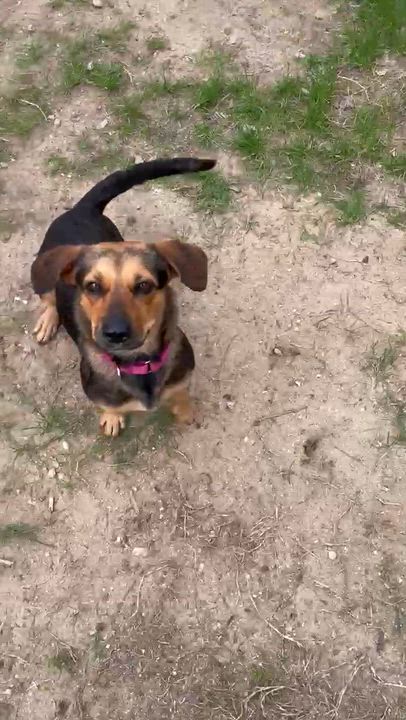 Enlarge Thelma, a ADOPTABLE mixed breed in Brownfield, ME video 5/6