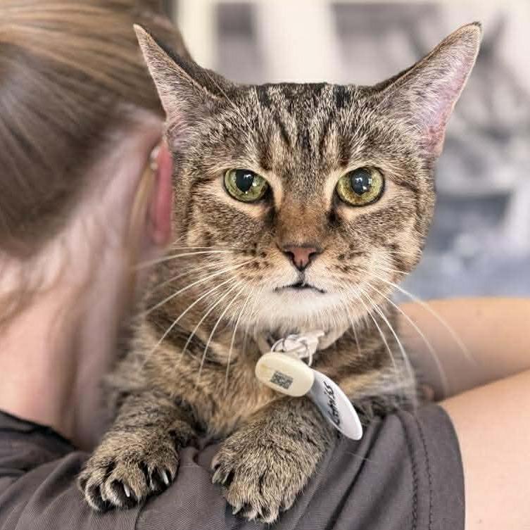 Katniss — thumbnail 2