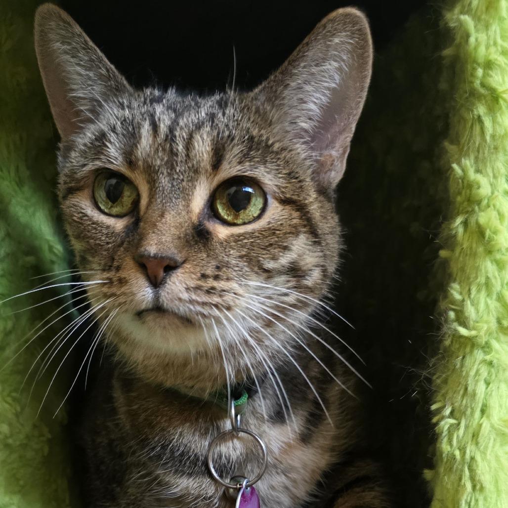 Katniss — thumbnail 3