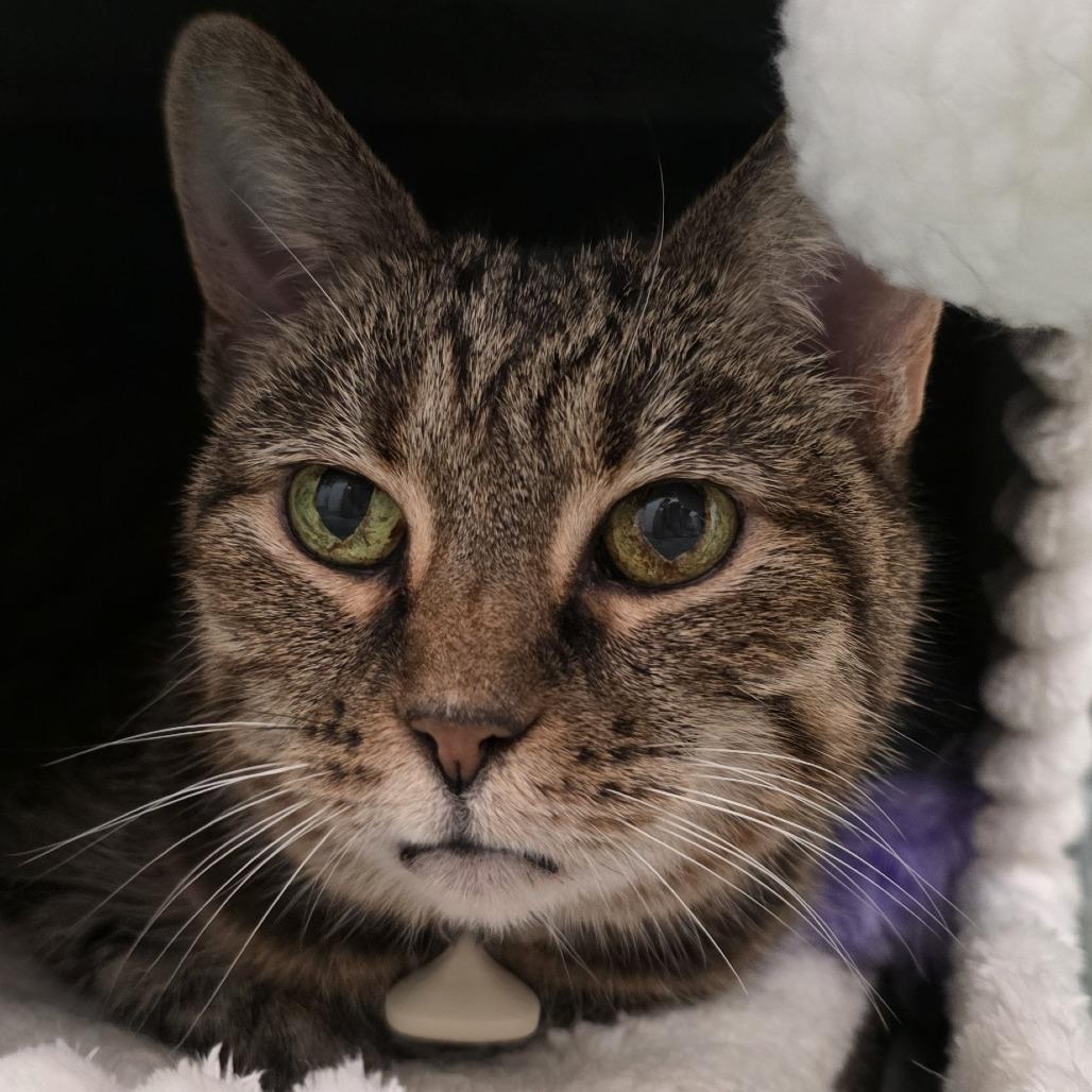 Katniss — thumbnail 4