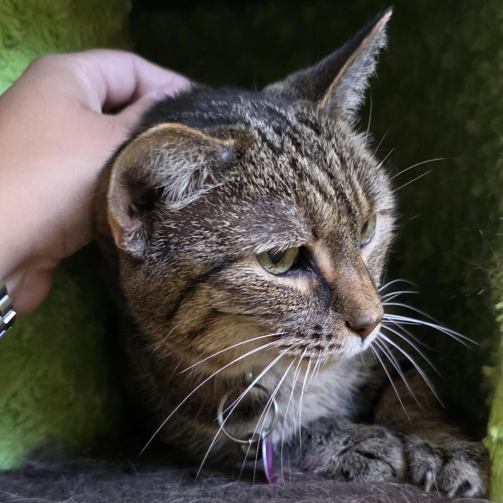 Katniss — thumbnail 5