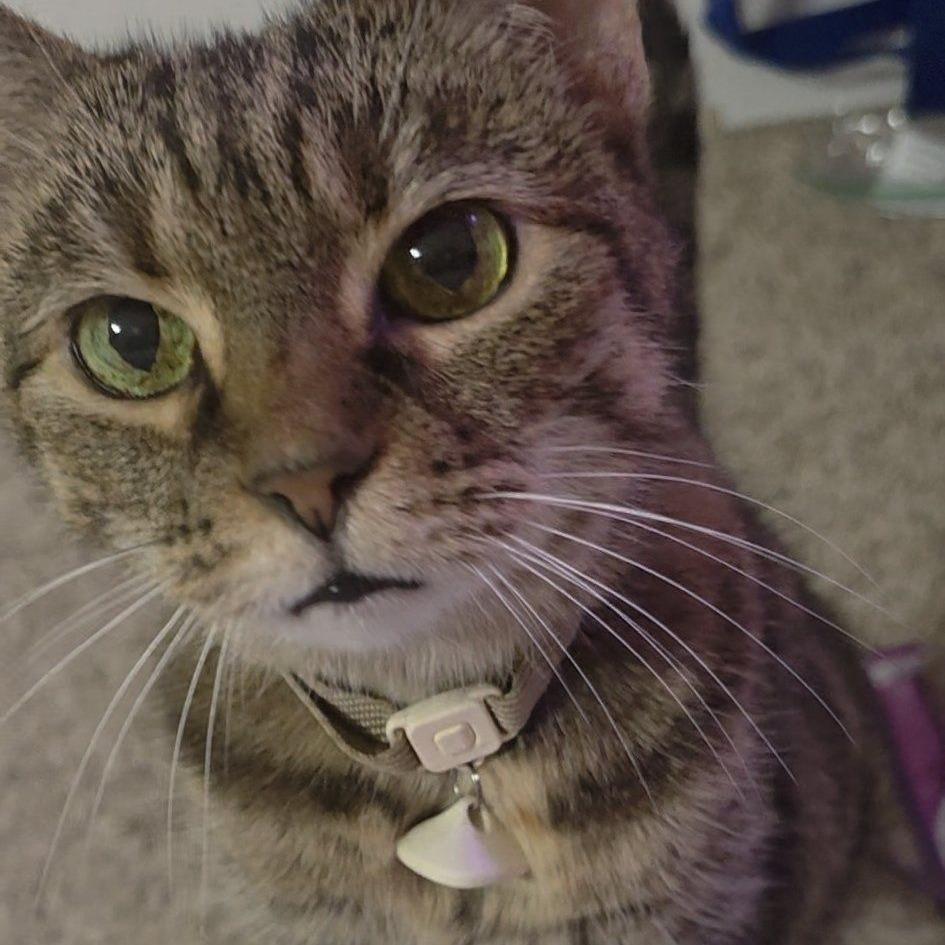 Katniss — thumbnail 6