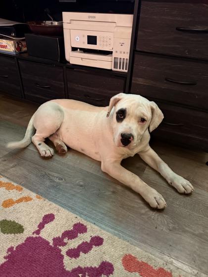 Angel, Adoptable, Adult Male Fox Terrier & Mixed Breed.