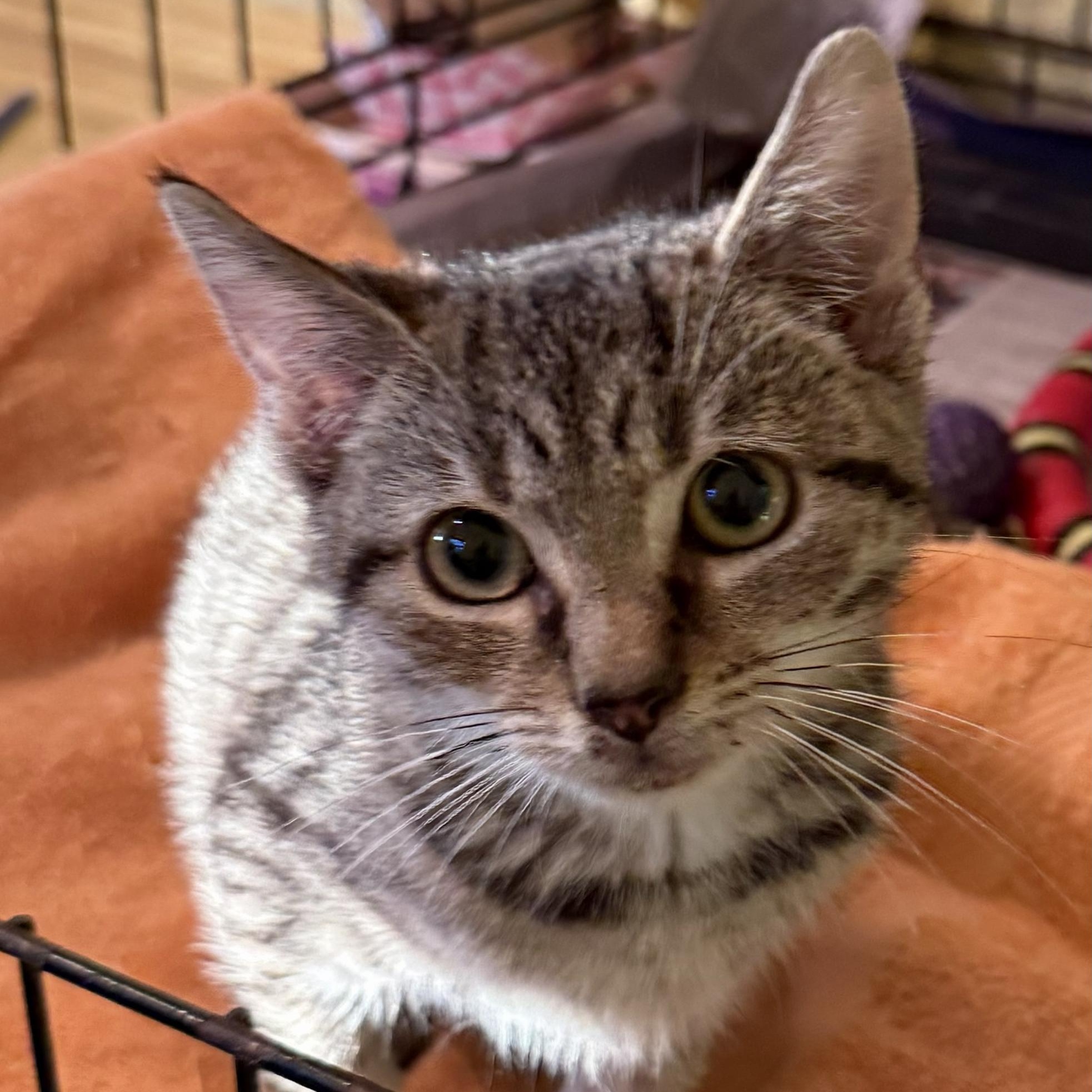 Enlarge Chips, a Adopted Domestic Short Hair in West Orange, NJ image 2/3