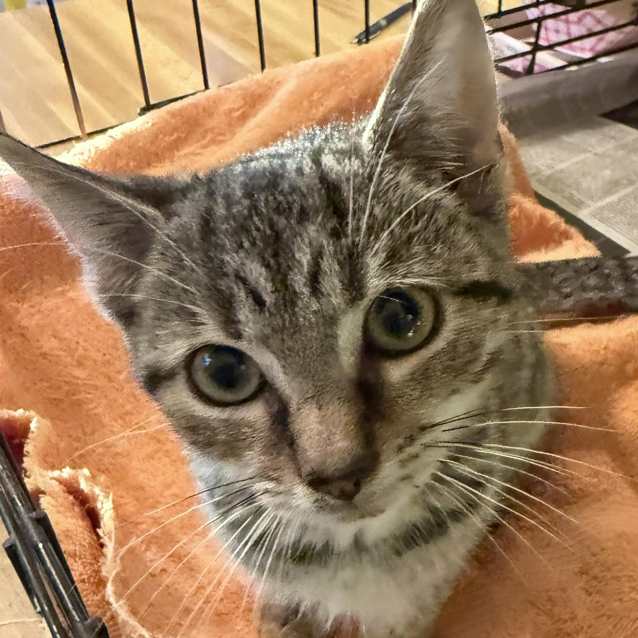Chips, Adopted, Young Male Domestic Short Hair.