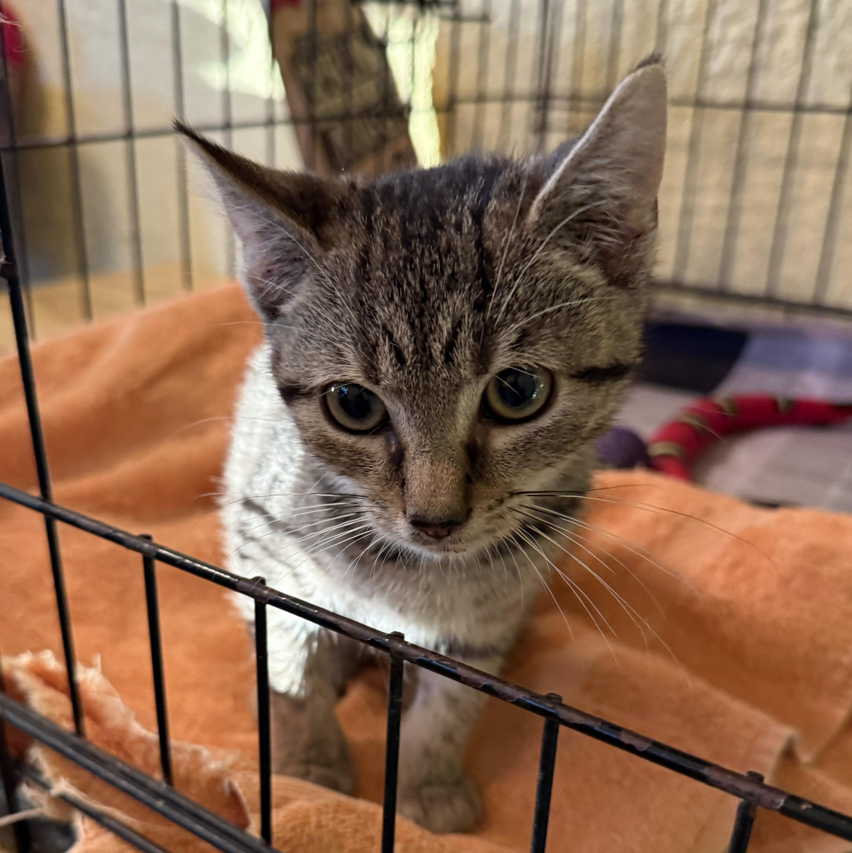 Enlarge Chips, a Adopted Domestic Short Hair in West Orange, NJ image 3/3
