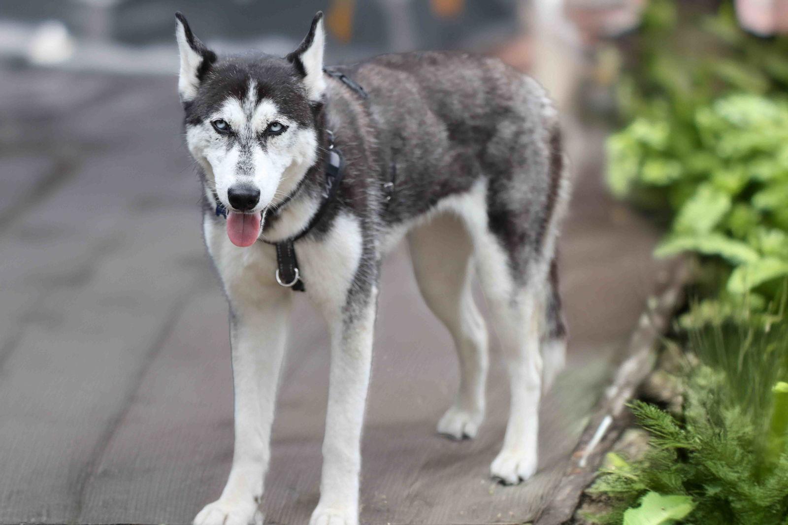 Twilight, Adoptable, Young Female Siberian Husky.