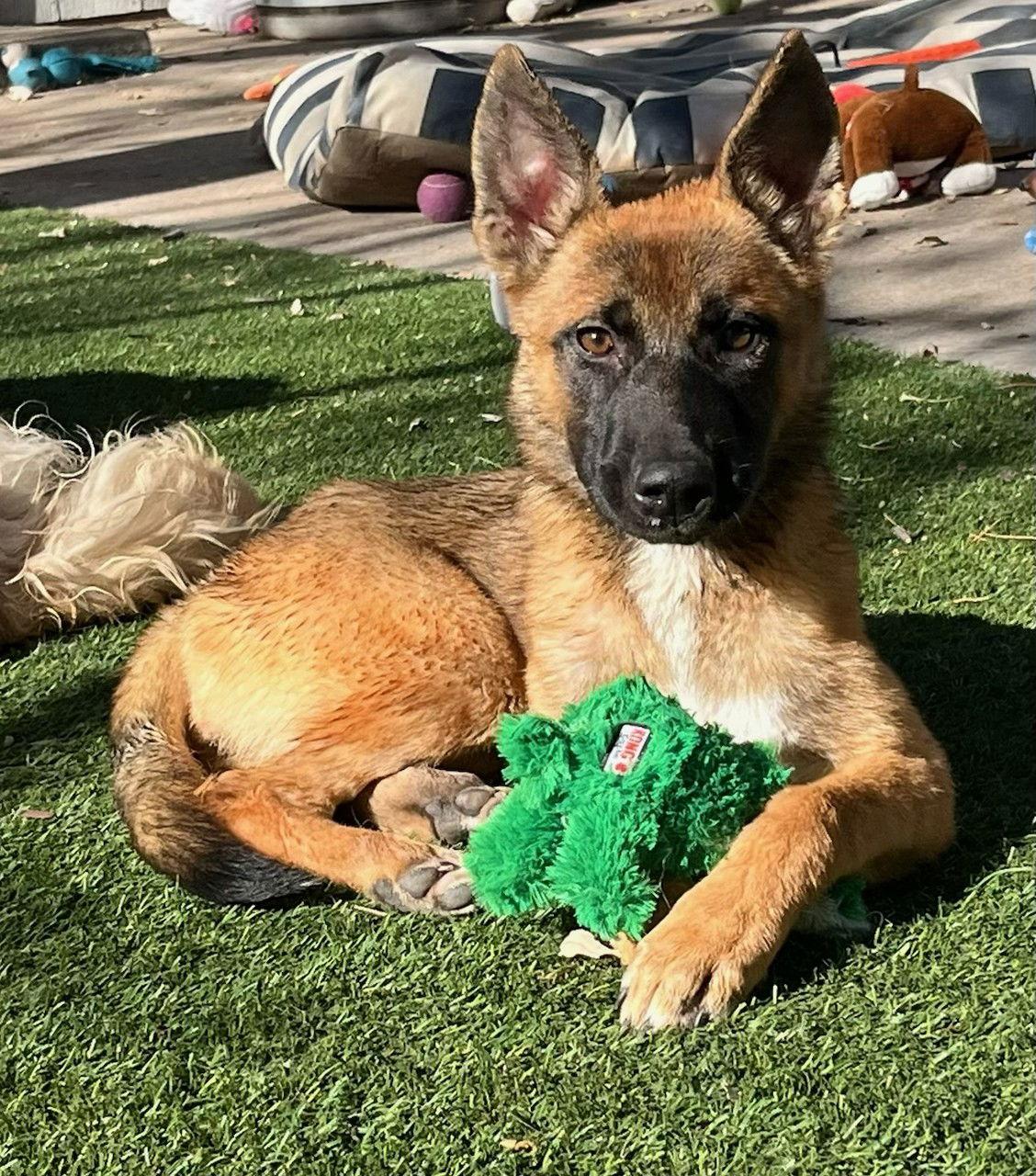 Cinnamon Candy, a Adoptable mixed breed in Lakewood, CO image 1/2