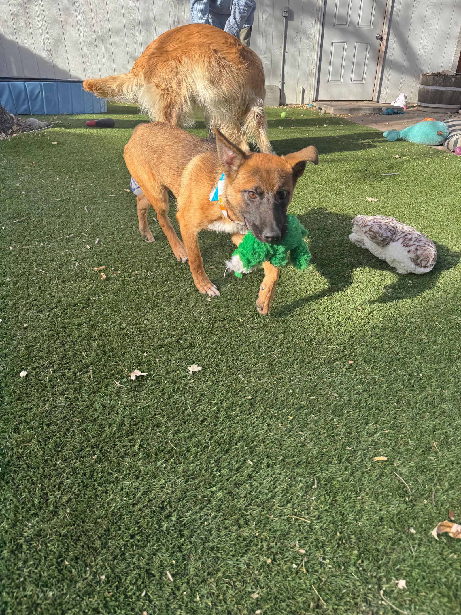 Cinnamon Candy, a Adoptable mixed breed in Lakewood, CO image 2/2