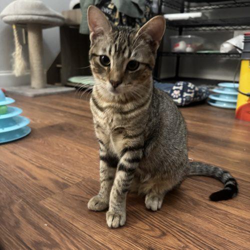 Enlarge Mittens, a Adoptable American Shorthair in Paulina, LA image 4/4