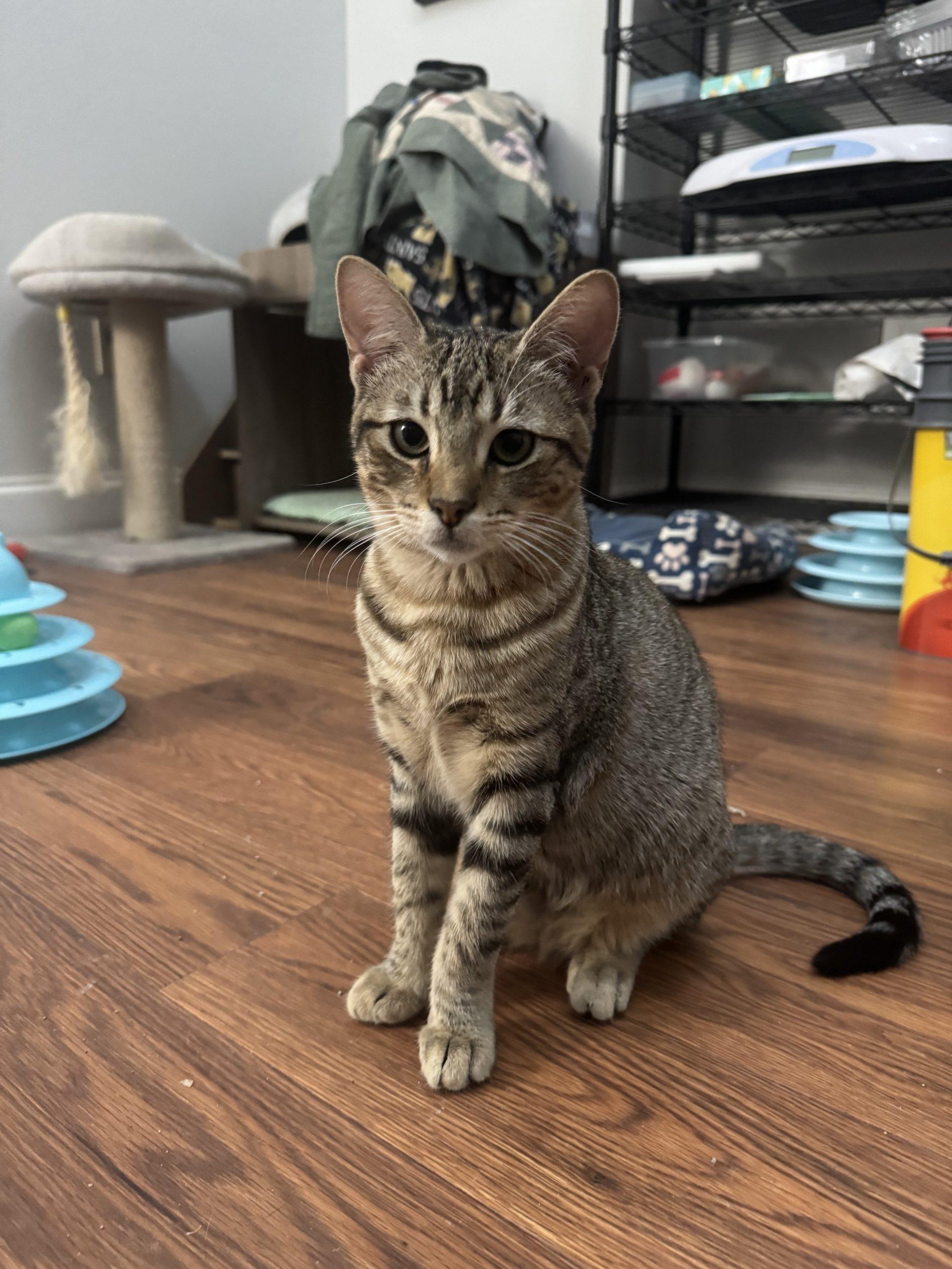 Enlarge Mittens, a Adoptable American Shorthair in Paulina, LA image 3/3