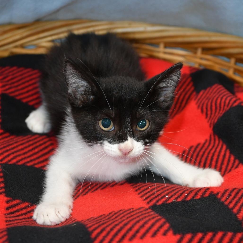 Blanche, Adoptable, Kitten Female Domestic Short Hair.