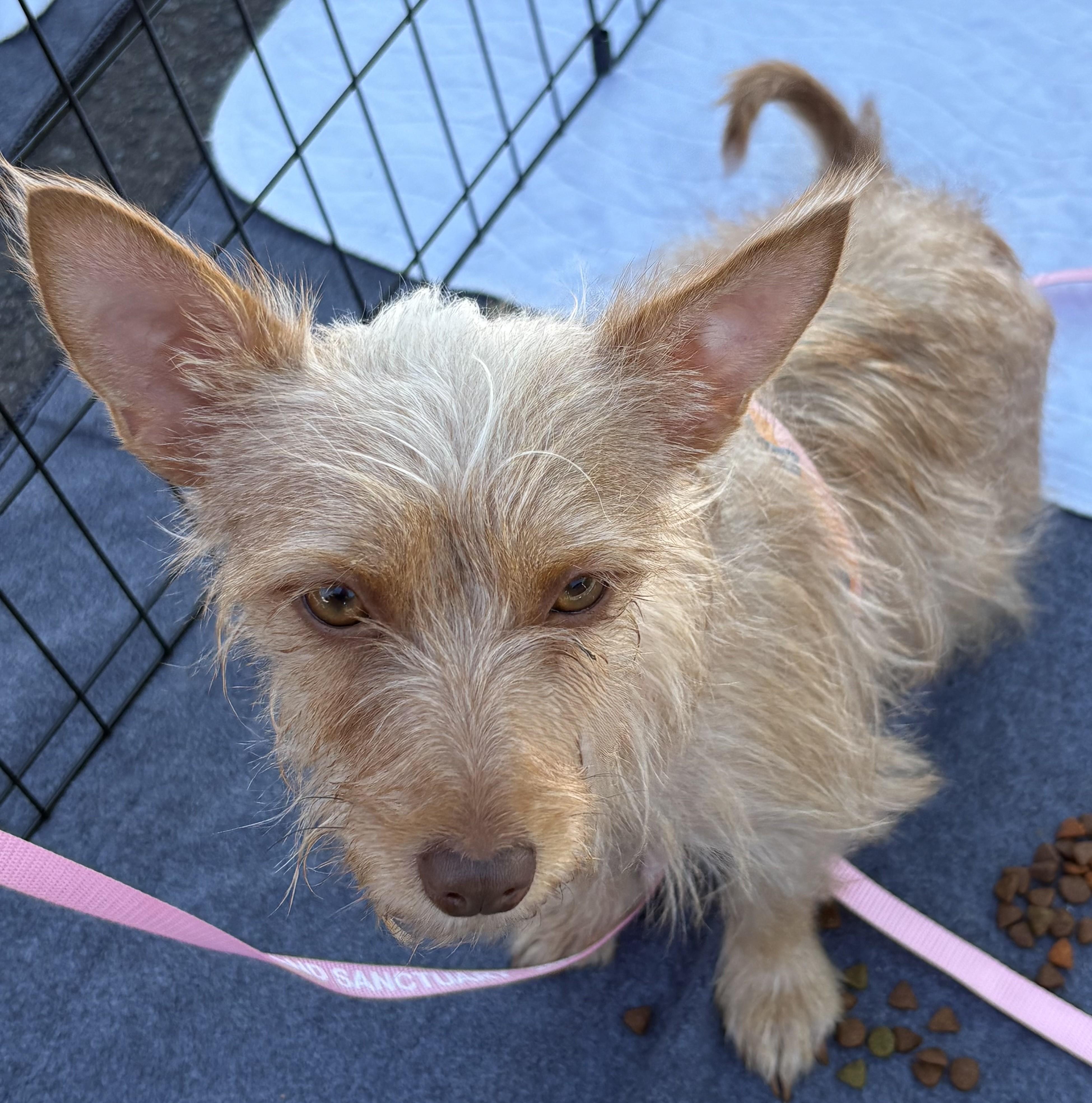 Louise, ADOPTABLE, Young Female Yorkshire Terrier & Terrier.