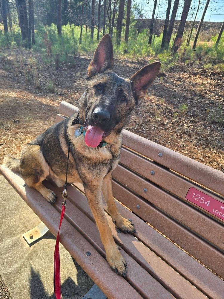 Tracker, Adoptable, Young Male German Shepherd Dog.
