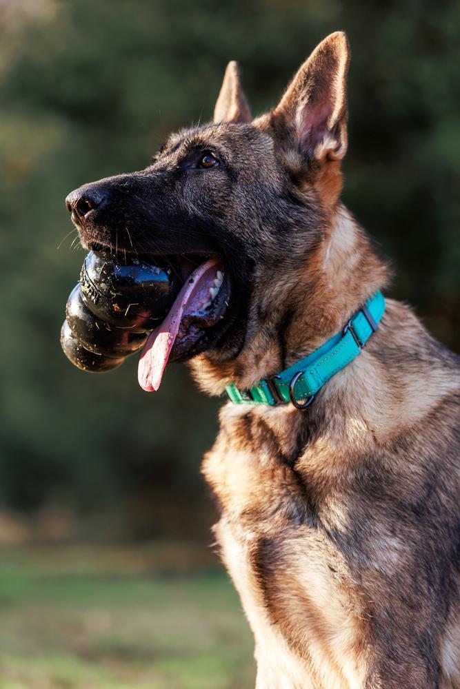 Tracker, Adoptable, Young Male German Shepherd Dog.