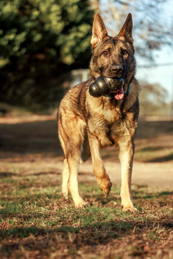Enlarge Tracker, a Adoptable German Shepherd Dog in Dacula, GA image 2/6