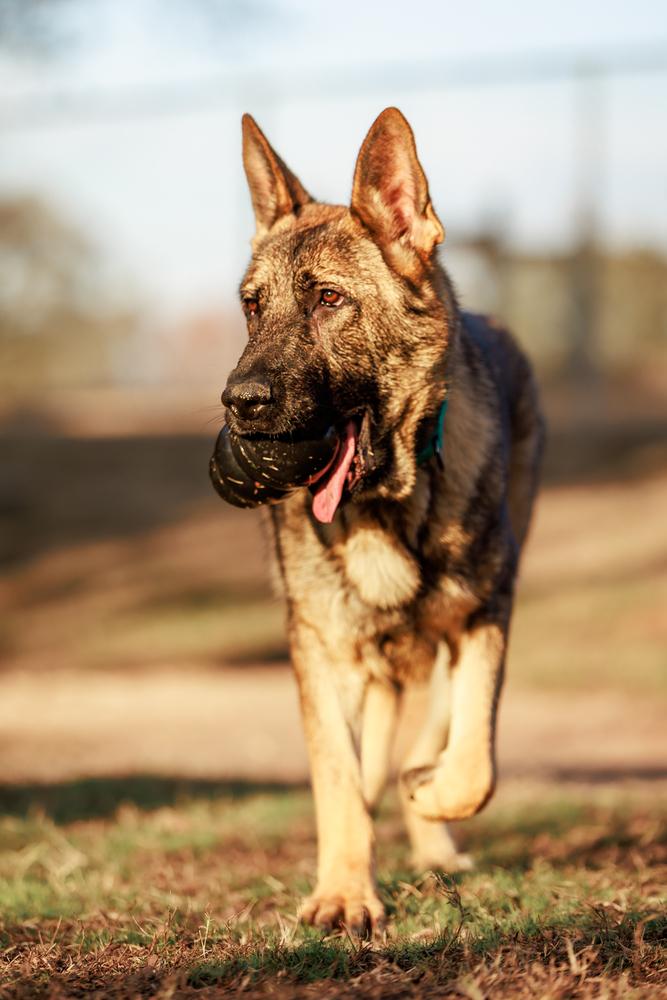 Enlarge Tracker, a Adoptable German Shepherd Dog in Dacula, GA image 3/6