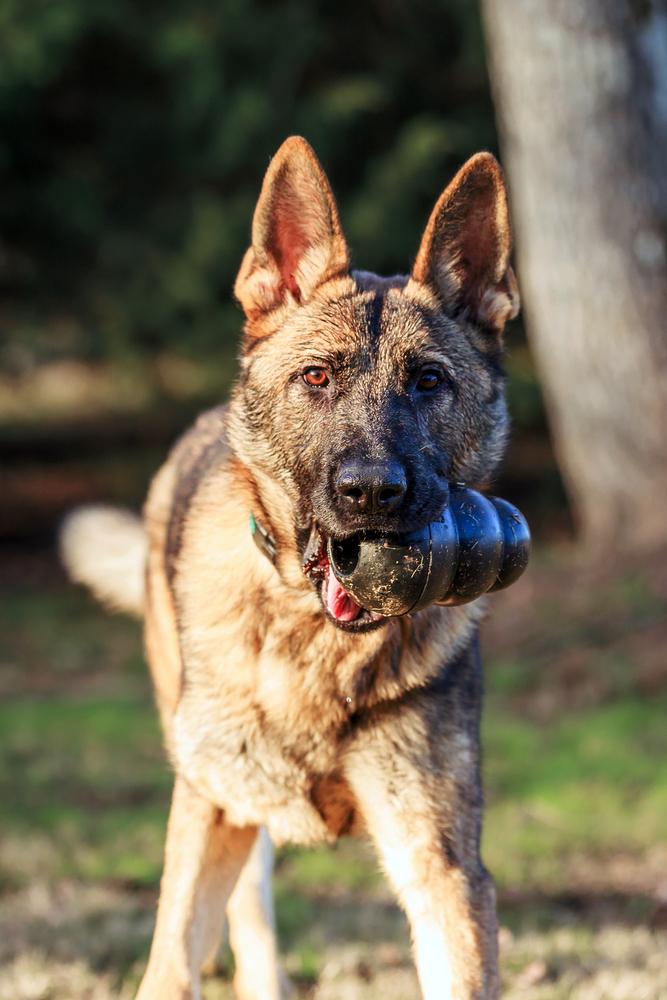Enlarge Tracker, a Adoptable German Shepherd Dog in Dacula, GA image 4/6