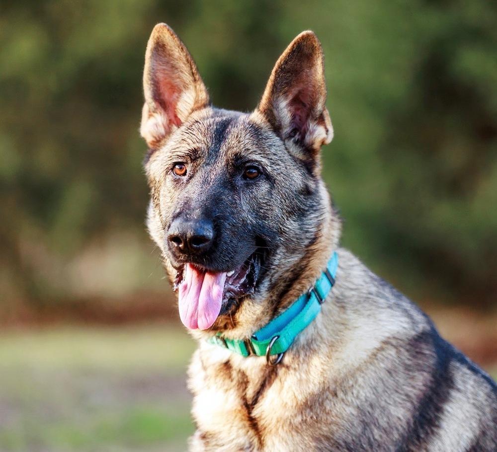 Enlarge Tracker, a Adoptable German Shepherd Dog in Dacula, GA image 5/6