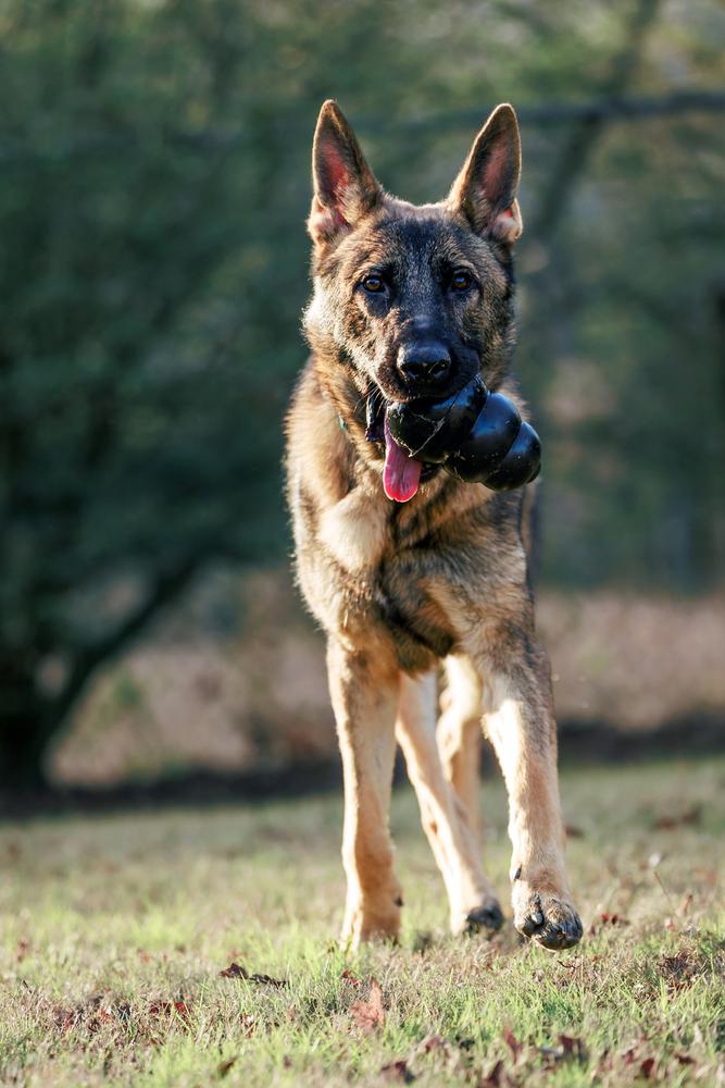 Enlarge Tracker, a Adoptable German Shepherd Dog in Dacula, GA image 6/6