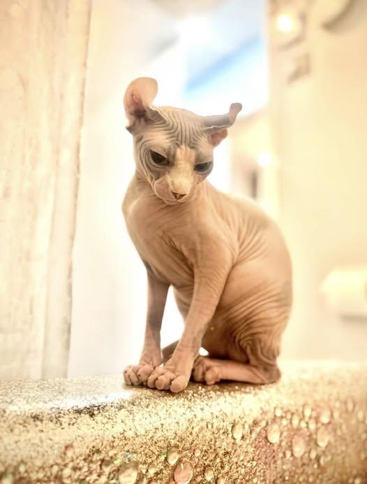 Juliette, Adopted, Adult Female Sphynx / Hairless Cat.