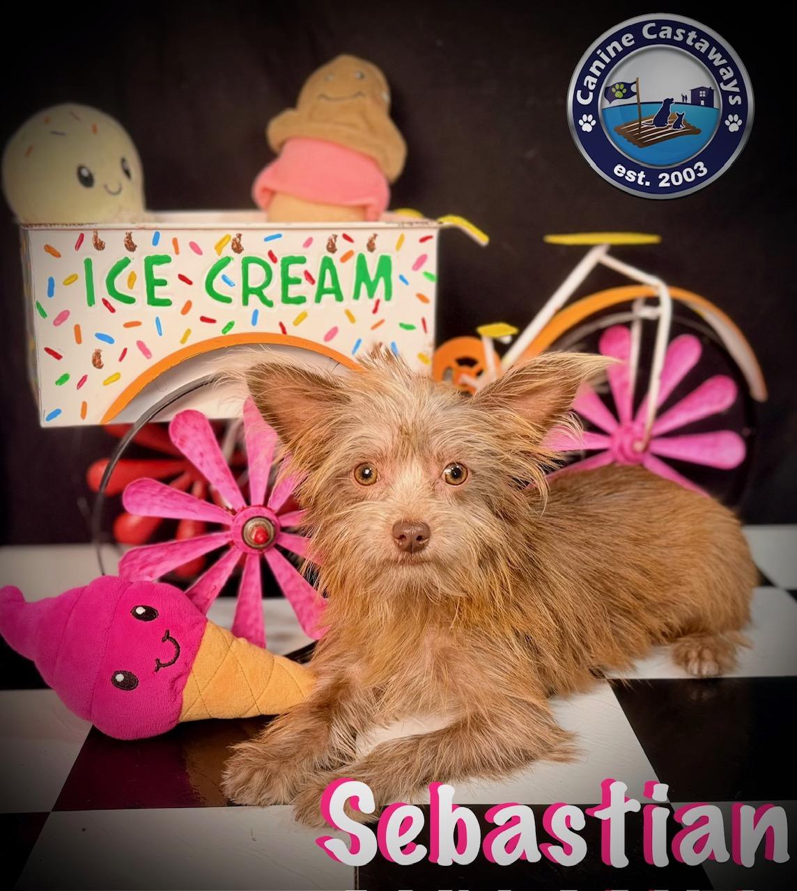 Enlarge Sebastian, a Adoptable mixed breed in Arcadia, FL image 6/6