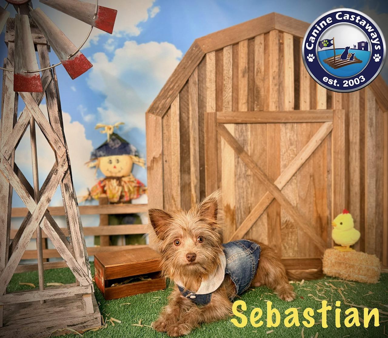 Enlarge Sebastian, a Adoptable mixed breed in Arcadia, FL image 3/6