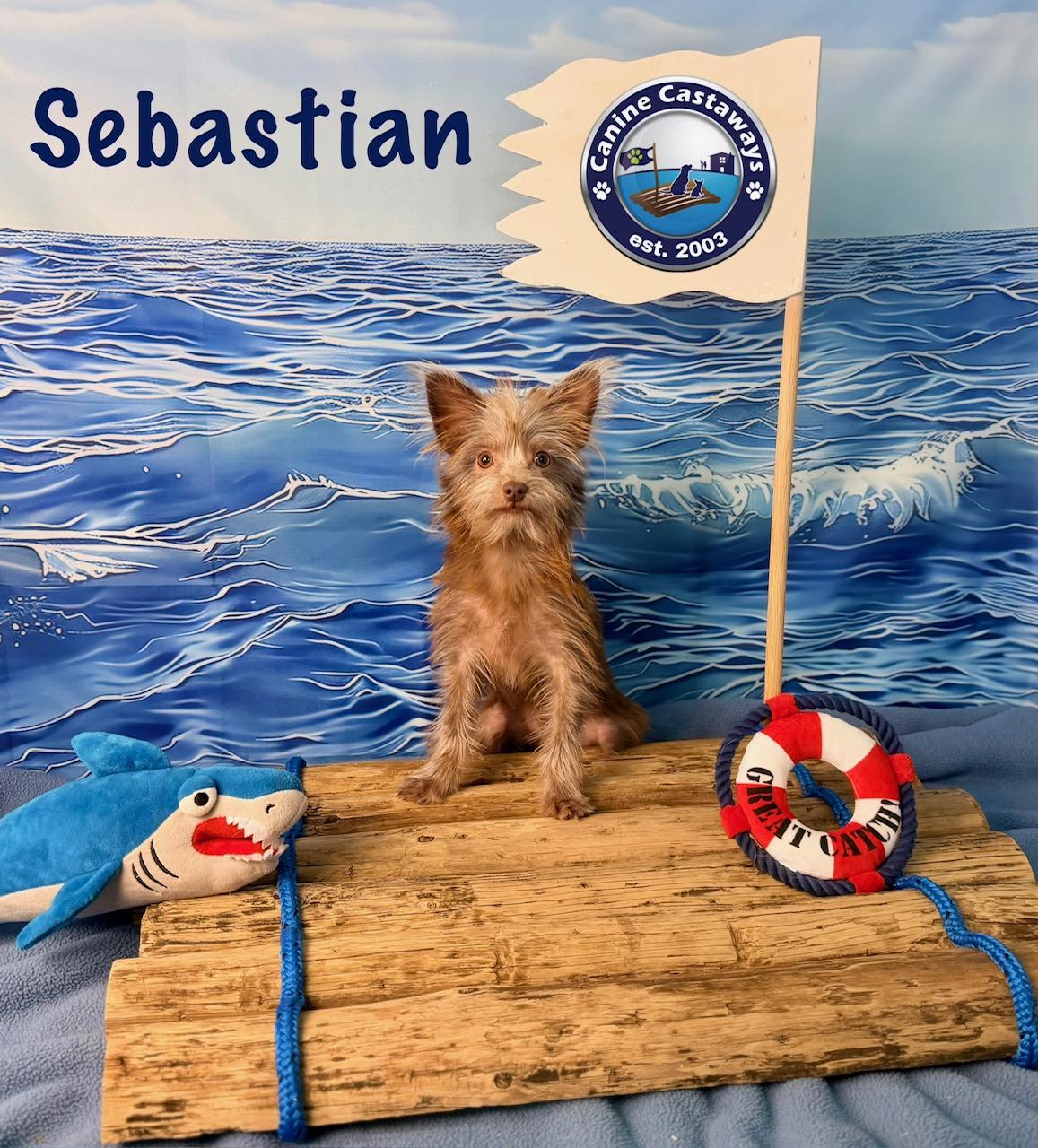 Enlarge Sebastian, a Adoptable mixed breed in Arcadia, FL image 2/6