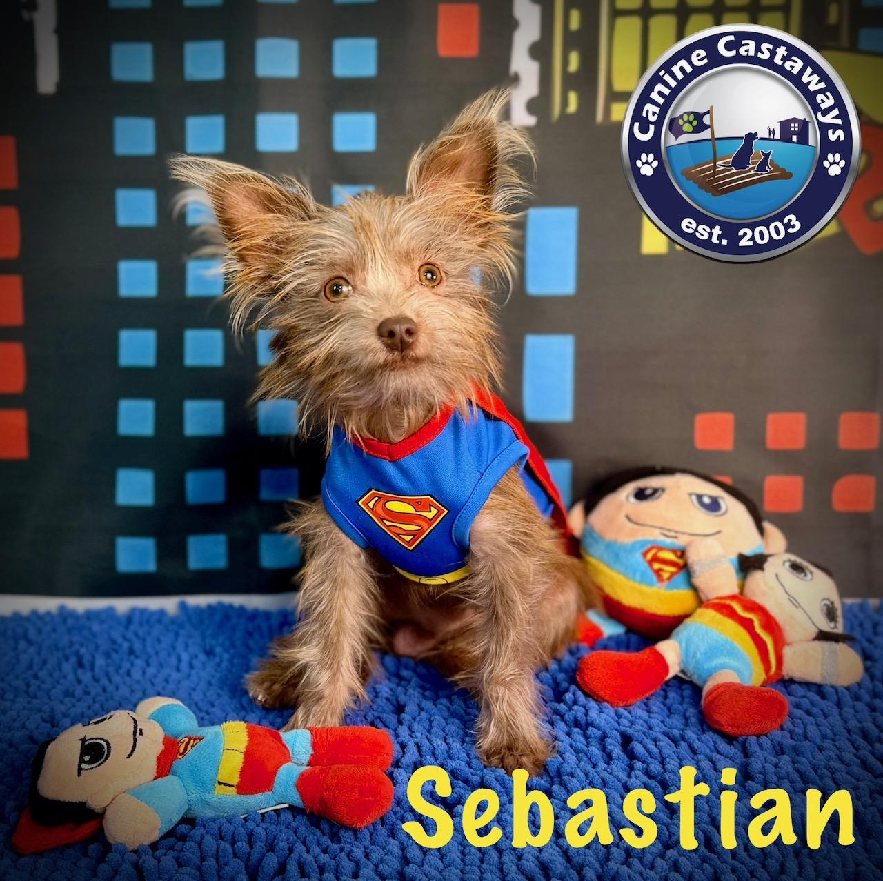 Enlarge Sebastian, a Adoptable mixed breed in Arcadia, FL image 5/6