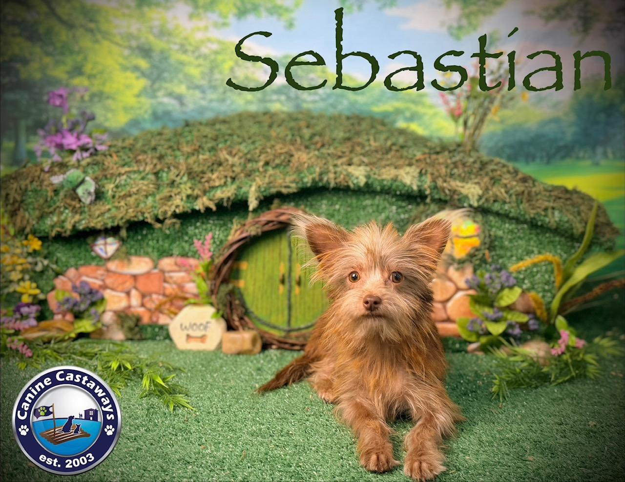 Enlarge Sebastian, a Adoptable mixed breed in Arcadia, FL image 4/6